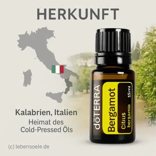 Bergamota - Bergamia cítrica - Bergamot - Imagen 4