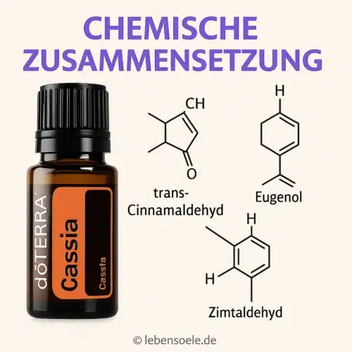Cassia - Cinnamomum cassia - Imagen 3