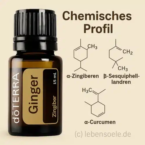 Jengibre - Zingiber officinale - Ginger - Imagen 4
