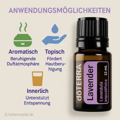 Lavanda - Lavandula angustifolia - Lavender - Imagen 2