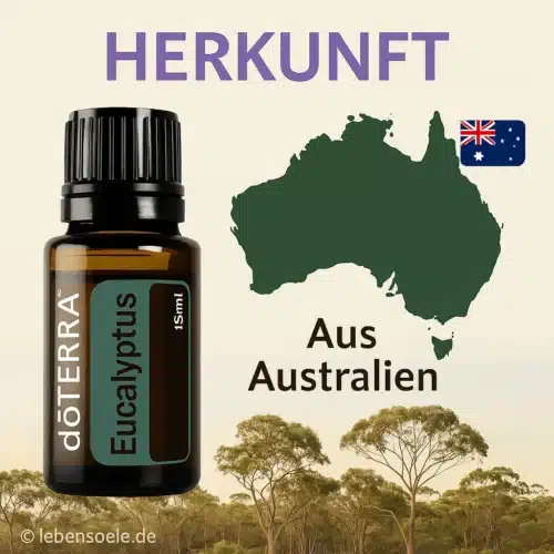Eucalipto - Eucalyptus radiata- Eucalyptus - Imagen 4