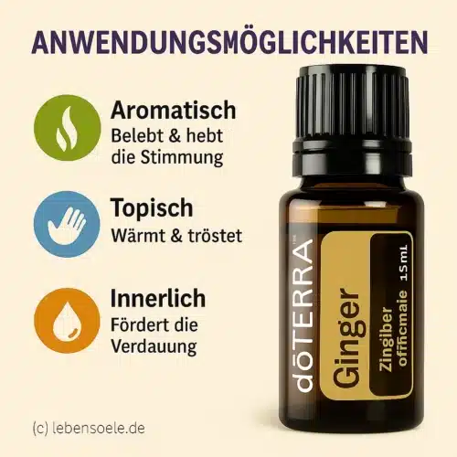 Jengibre - Zingiber officinale - Ginger - Imagen 2