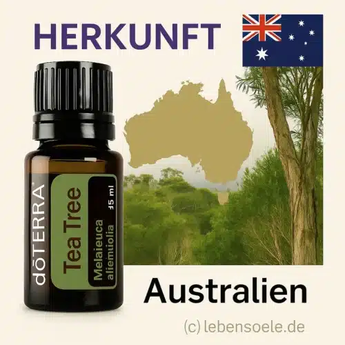 Melaleuca - Aceite de árbol de té - Tea Trea - Imagen 2