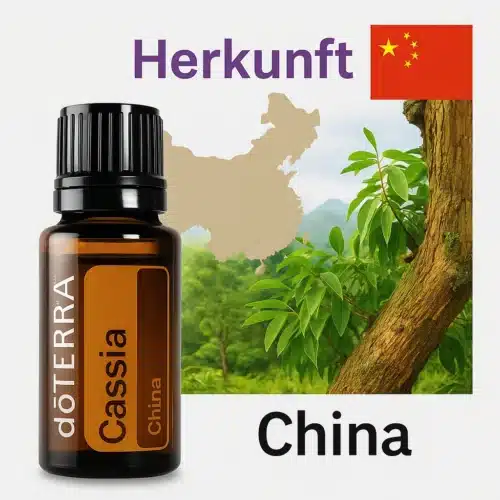 Cassia - Cinnamomum cassia - Imagen 4