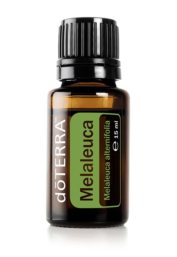 Melaleuca – Aceite de árbol de té – Tea Trea
