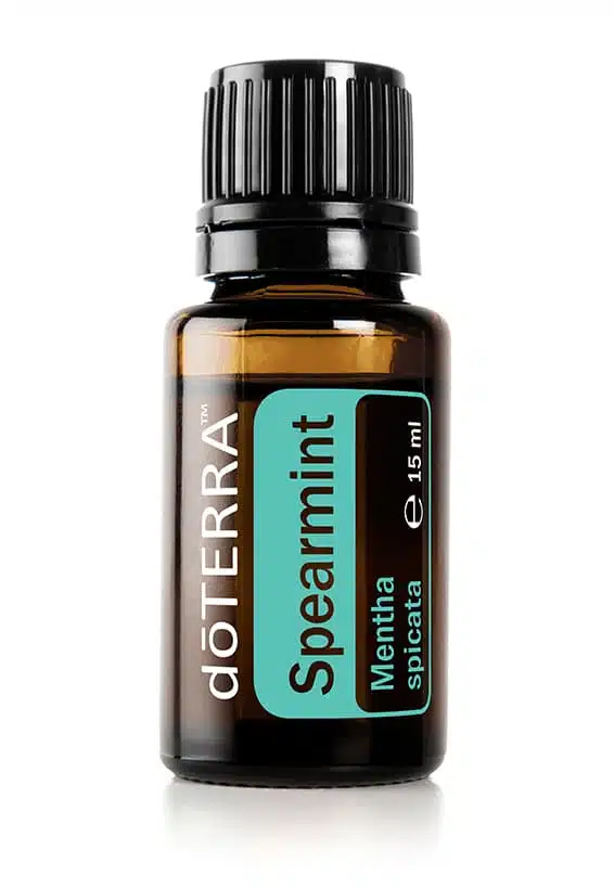 Menta verde – Mentha spicata – Spearmint