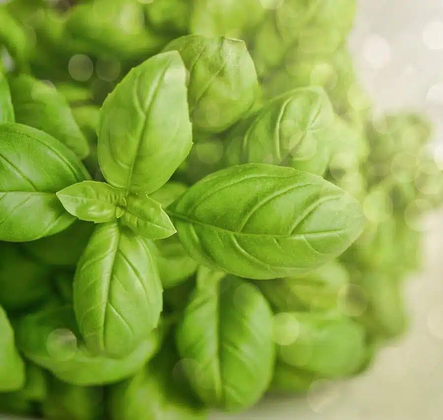 Albahaca – Ocimum basilicum – Basil