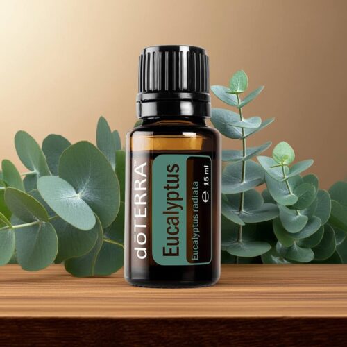 Eucalipto - Eucalyptus radiata- Eucalyptus - Imagen 5