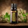 Orégano Origanum vulgare - Oregano - Imagen 5
