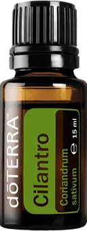 Cilantro – Coriandrum sativum